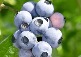 Borówka amerykańska