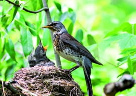 Kwiczoł może mieć nawet dwa lęgi w roku - pierwszy już w kwietniu. Młode zwykle opuszczają gniazdo po dwóch tygodniach, jeszcze jako nieloty.