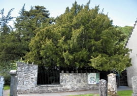 Najstarsze drzewo Europy - cis w Fortingall w Szkocji - liczy sobie ponad 2 tysiące lat.