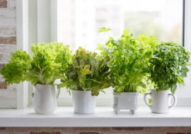 Zimowy ogródek na parapecie - jak uprawiać rośliny i zioła w domu