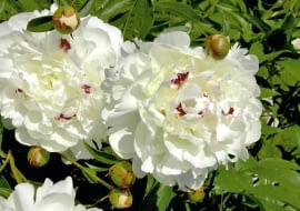 ONE TIME USE ONLY DO JEDNORAZOWEGO UZYCIA ROSLINY KWIATY PIWONIA PAEONIA ' FESTIVA MAXIMA ' FOT. JOLANTA PIEKARZ PUBLIKACJA OGRODY NR 6 (122) - 6 2009