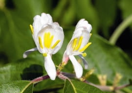 KWIATY JAGODY KAMCZACKIEJ rozwijają się zwykle na początku kwietnia. Zdolne są przetrwać mróz do -8°C. Trudno zapładniają się własnym pyłkiem, lepiej wiążą owoce zapylone inną odmianą.