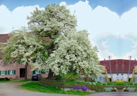 Malownicze grusze spotykane niekiedy w małych miasteczkach są pozostałością okazów rosnących dawniej licznie na miedzach.