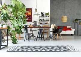 Pełna nazwa tej rośliny brzmi: monstera dziurawa. Jest bardzo adekwatna, bo liście mają dziury i wcięcia (im starszy okaz, tym pokaźniejsze liście, a dziury większe). Z wiekiem pojawiają się również zwisające korzenie powietrzne, których nie należy obcinać.