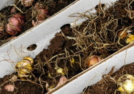 Cebule lilii wrażliwych na mróz (np. z grupy orientalnych)przechowujemy w chłodnym pomieszczeniu. Muszą być przykryte warstwą torfu.