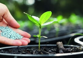 Nawozy o przedłużonym działaniu w formie granulek rozsypujemy po powierzchni i mieszamy z górną warstwą podłoża.