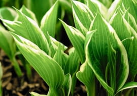 FUNKIĘ z lekko rozwiniętymi liśćmi można jeszcze bezpiecznie przesadzać. Po tym zabiegu trzeba ją obficie podlać.