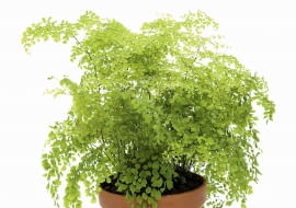 Adiantum inaczej niekropień dobrze się czuje w oranżeriach. Młode okazy można też sadzić w dużych szklanych naczyniach (np. w gąsiorach na wino), w których łatwo zapewnić wilgotny mikroklimat.