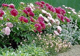 Piwonie z posadzonymi obok niskimi bylinami - czyśćcem wełnistym i posłonkiem tworzą uroczą, zachwycającą obfitością kwiatów rabatę.