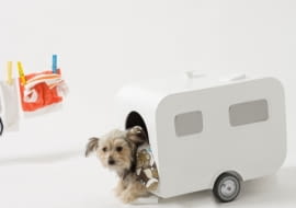 akcesoria dla zwierząt, design, projektanci