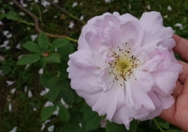 Róża biała 'Amelia '