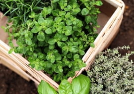 LIŚCIE ŚCINAMY tylko ze zdrowych roślin. Na zdjęciu: bazylia, tymianek, oregano, rozmaryn.