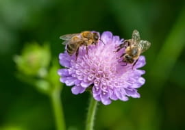 Wszystkie informacje na temat tego, jak możemy pomóc wielu owadom znajdziemy na stronie www.pszczolkamaja-ochronaowadow.pl