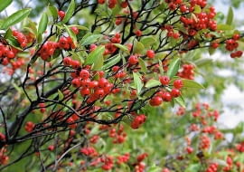 Aronia czerwonoowocowa