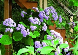 Bartlettinę można latem uprawiać na zewnątrz. Nie liczmy jednak na to, że zbierzemy jej nasiona, bo w Polsce słabo dojrzewają.