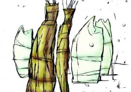 Delikatne krzewy i drzewa otulamy, żeby nie przemarzły