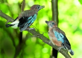 Podlotki sójek uczą sie od rodziców latania i zdobywania pokarmu.