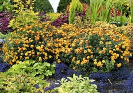 10.09.2003 WARSZAWA OGROD PRYWATNY WLASNOSC ANDRZEJ I IZABELA KASZUBA CHRYZANTEMA LOBELIA SZALWIA FOT. PAWEL SLOMCZYNSKI AGENCJA GAZETA SLODVD011 PUBLIKACJA KWIETNIK NR 11 (107) - 11.2003 SLOWA KLUCZOWE: ROSLINY OGRODY ZDJĘCIE DO WKŁADKI: PUBLIKACJA KWIETNIK NR 11 (107) - CZASOPISMA