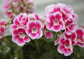 26.06.2009 ZABORZE K/KOSWIECIMIA PLANTPOL - FIRMA PRODUCENT ROSLIN - DZIEN OTWARTY ZDJECIA DLA : OGRODY , KWIETNIK N/Z PELARGONIUM ZONALE FLOWER FAIRY WHITE SPLASH FOT. MICHAL MUTOR / AGENCJA GAZETA