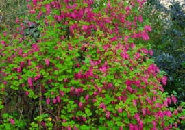 Porzeczka krwista (Ribes sanquineum) to dekoracyjny krzew o wysokości do 1,5 m. Liczne grona jego szkarłatnych kwiatów (do 8 cm dł.) pojawiają się już w kwietniu (odm. 'Brocklebanki' ma różowe kwiaty i żółtozielone liście). Nieliczne czarne owoce nie są smaczne. Porzeczka ta jest wrażliwa na mróz, należy więc ją sadzić w zacisznych miejscach