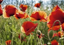 Mak polny (Papaver rhoeas)