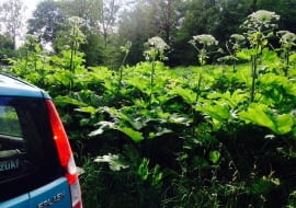 Barszcz Sosnowskiego