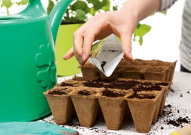 Rozmnażanie roślin