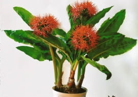 Kwitnący krasnokwiat białokwiatowy