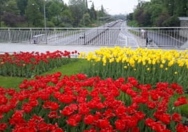 Kwietnik w kolorach Warszawy