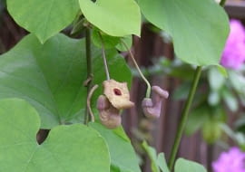 Kokornak wielkolistny (Aristolochia macrophylla). Pnącza