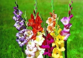 MIECZYK GLADIOLUS BYLINA NIE ZIMUJACA W GRUNCIE ROSLINA SEZONOWA