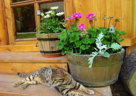 Davinci uwielbia wylegiwać się na drewnianych schodach przed altaną.