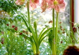 ONE TIME USE ONLY DO JEDNORAZOWEGO UZYCIA