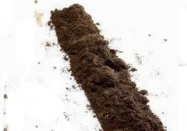 Ziemia torfowa próchniczna jest żyzna, dobrze utrzymuje wilgoć i jest łatwo przepuszczalna. Ma gruzełkowatą strukturę