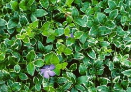 BARWINEK POSPOLITY VINCA MINOR ODMIANA RALPH SUGHERT LISC DWUBARWNY BYLINA KRZEWINKA