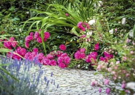 hr-a SLOWA KLUCZOWE: Fairy Flower kwiat kwiaty poziom horizontal lovely róża roza rosa roses lato sumer cocer okrywowe pink różowy rozowy