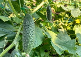 Podwiązywanie ogórków