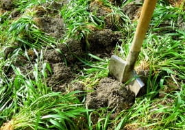 Rośliny na zielony nawóz