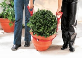 WYNOSZENIE CIĘŻKICH roślin ułatwią szelki zakładane na donicę.