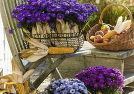 Aster dumosus 'Blue Lapis' 'Sapphire' 'Purple Diamond' ( Kissenastern ) mit Zea ( Mais ) in Drahtkorb und Draht´bert^pfen, Korb mit fpfeln und Maiskolben SLOWA KLUCZOWE: 000 Herbst drau?en Topf Terrasse hoch lila Stauden Portr t Arrangement Stuhl ZZZ msgnp08