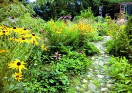 Spora część moich roślin to samosiejki, świetnie podkreślające wiejski charakter ogrodu.