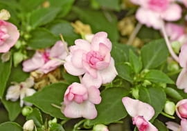 22.05.2007 WARSZAWA CENTRUM OGRODNICZE - NIECIERPKI