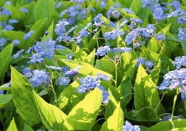 25.04.2005 WARSZAWA OMPHALODES VERNA ULUDKA WIOSENNA BYLINA ROSLINA OKRYWOWA KOLOR NIEBIESKI