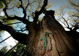 Dąb Bartek
