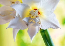 SLOWA KLUCZOWE: Budded Budding Buds Flower Flowers JEWEL Amaryllis Hippeastrum Blossom Nature Plant Red Blossoming Blooming Flowerhead Flower Cut Blossoms Close Up