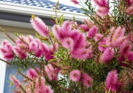 Callistemon salignus tworzy kwiatostany długości ok. 20 cm
