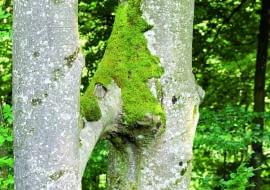 Gałąź buka rosnącego z lewej strony wrosła w pień tego z prawej. Ich wiązki przewodzące się połączyły i soki przepływają z jednego do drugiego drzewa.