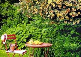 Odmiana 'Terracota' z serii Million Bells