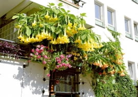 BALKON TARAS ROSLINY KWIATY BIELUN DATURASTYLIZACJA AGNIESZKA OSAK-REJMERFOT. SYLWESTER REJMERPUBLIKACJA CZTERY KATY NR 4 (198) - 4 2008 - BALKONY W KWIATACH