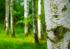 Tkanka pod korą drzewa - łyko